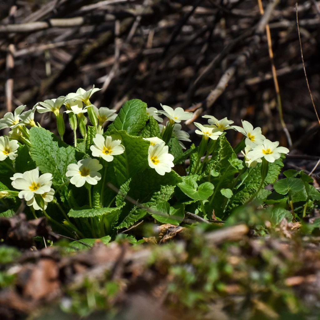 Primula vulgaris - Stengelloze sleutelbloem