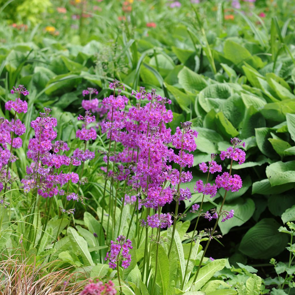 Primula beesiana - Sleutelbloem