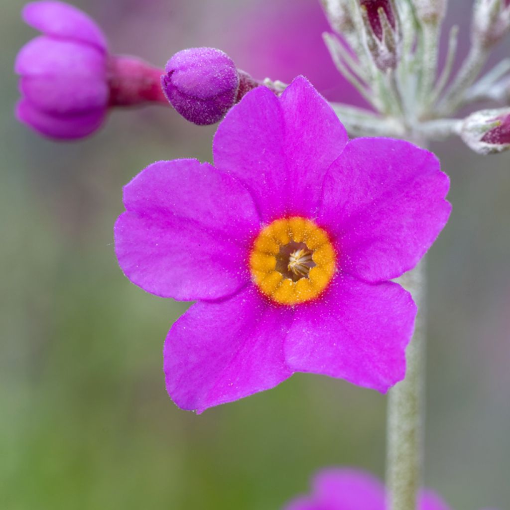 Primula beesiana - Sleutelbloem