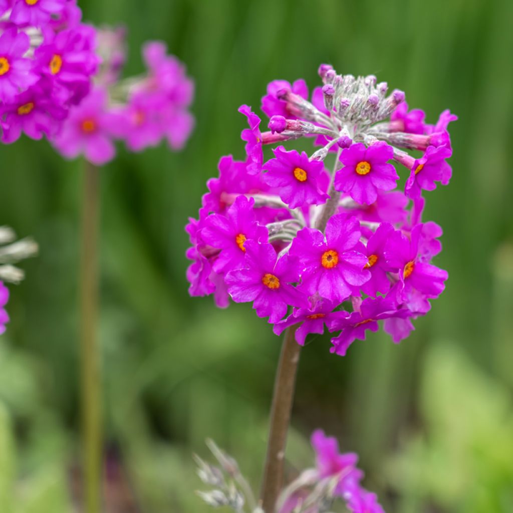 Primula beesiana - Sleutelbloem