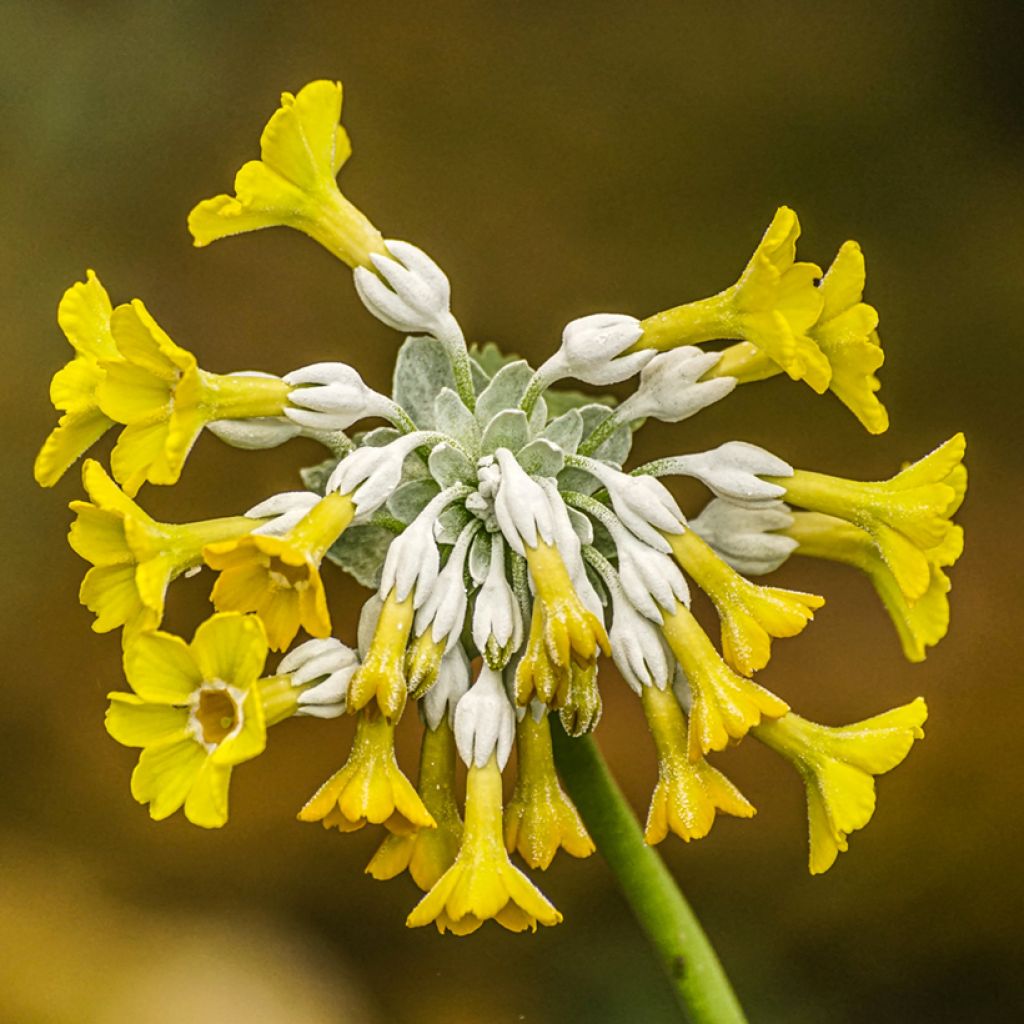 Primula florindae - Sleutelbloem