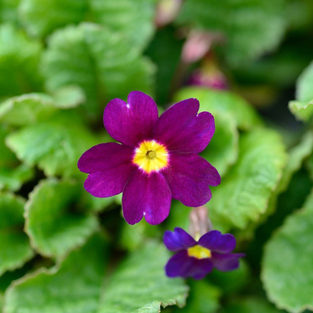Primula juliae Wanda - Sleutelbloem