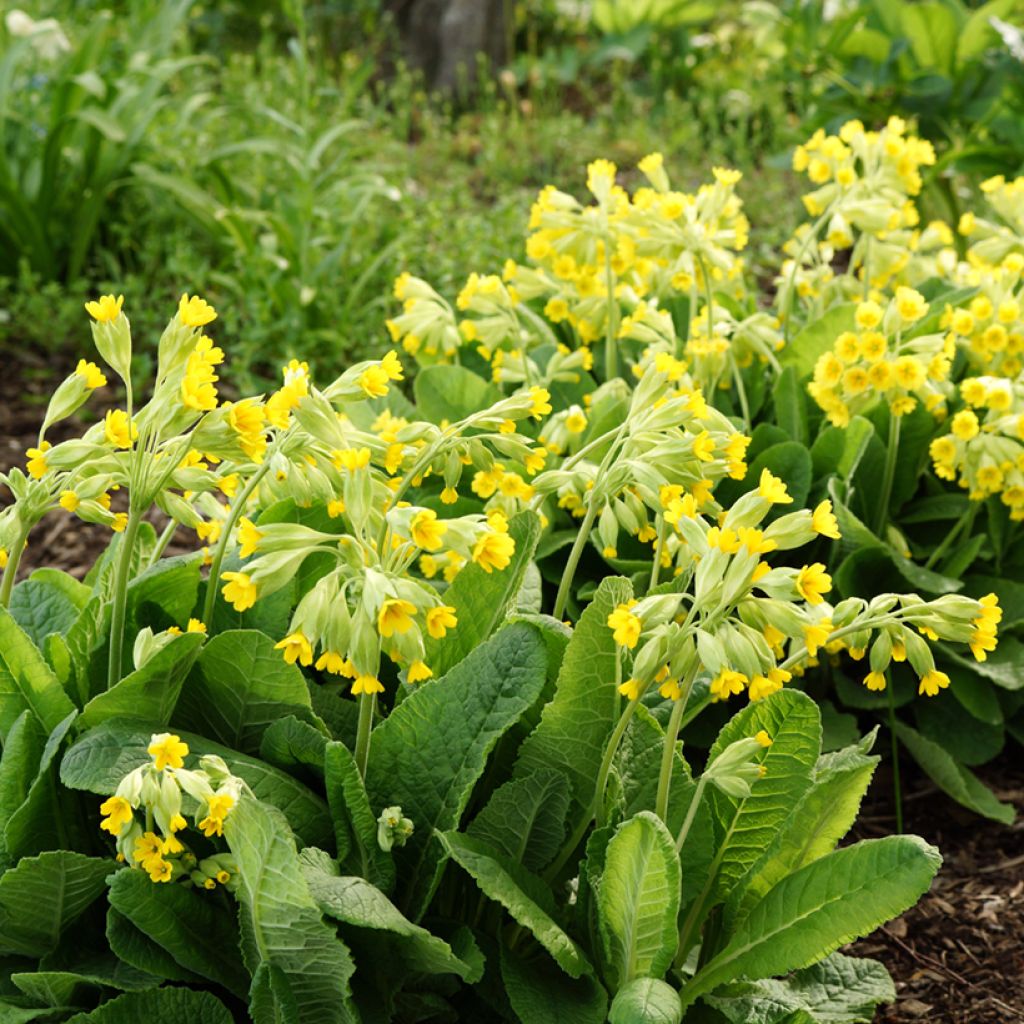 Primula veris - Gulden sleutelbloem