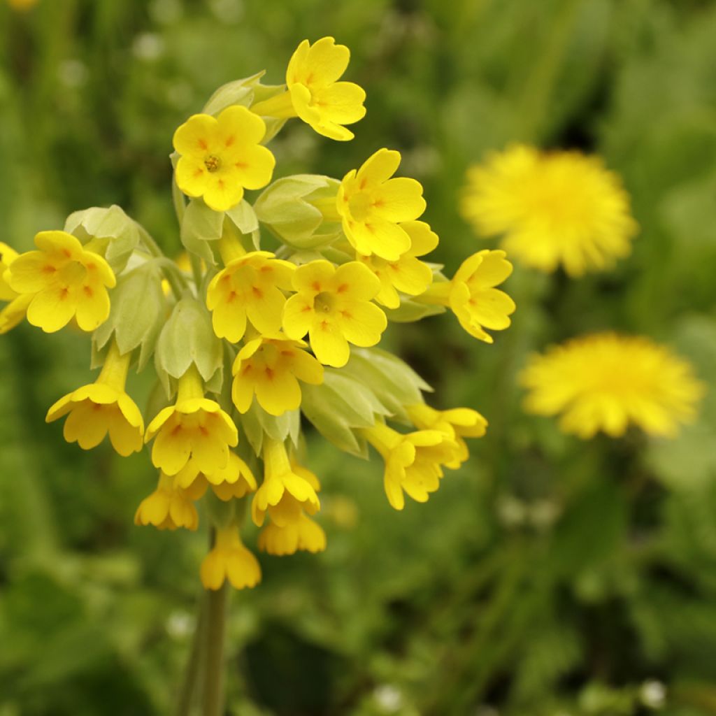 Primula veris - Gulden sleutelbloem