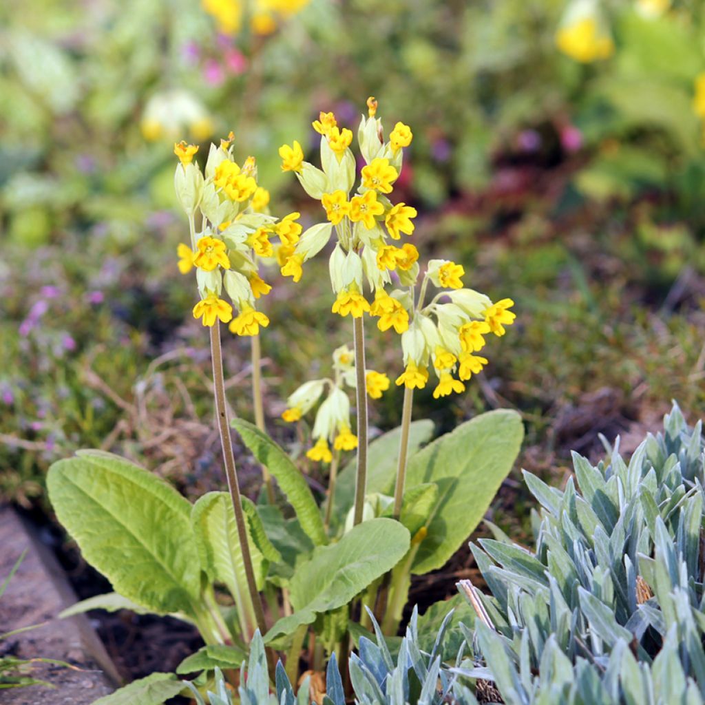 Primula veris - Gulden sleutelbloem