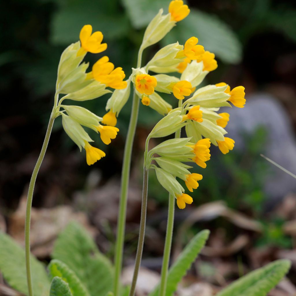 Primula veris - Gulden sleutelbloem