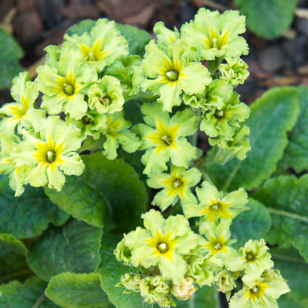 Primula Francesca - Stengelloze sleutelbloem