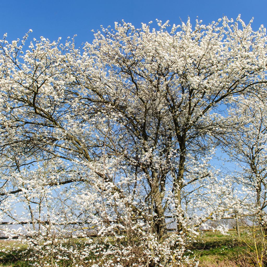 Prunus spinosa - Sleedoorn