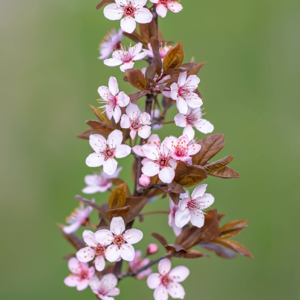 Prunus cerasifera Nigra - Kerspruim