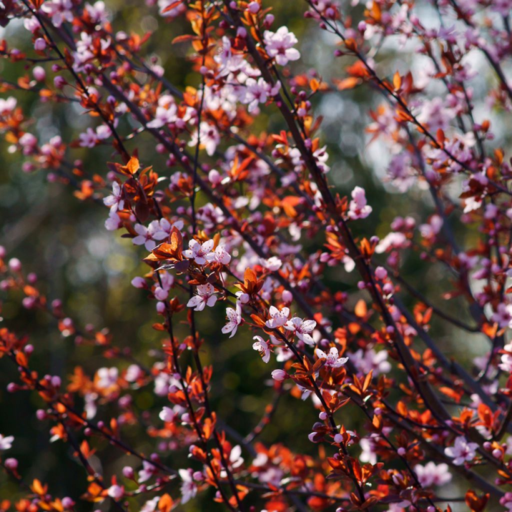 Prunus cerasifera Pissardii - Kerspruim
