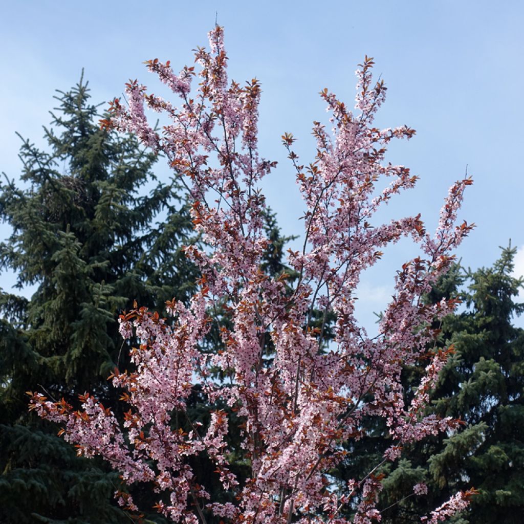 Prunus cerasifera Pissardii - Kerspruim