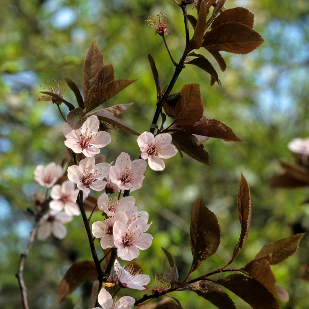Prunus cerasifera Pissardii - Kerspruim