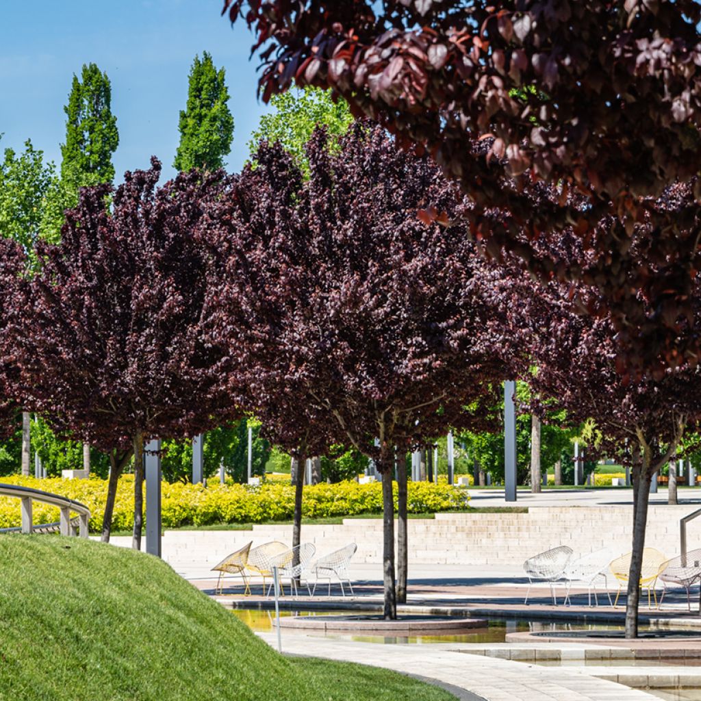 Prunus cerasifera Pissardii - Kerspruim