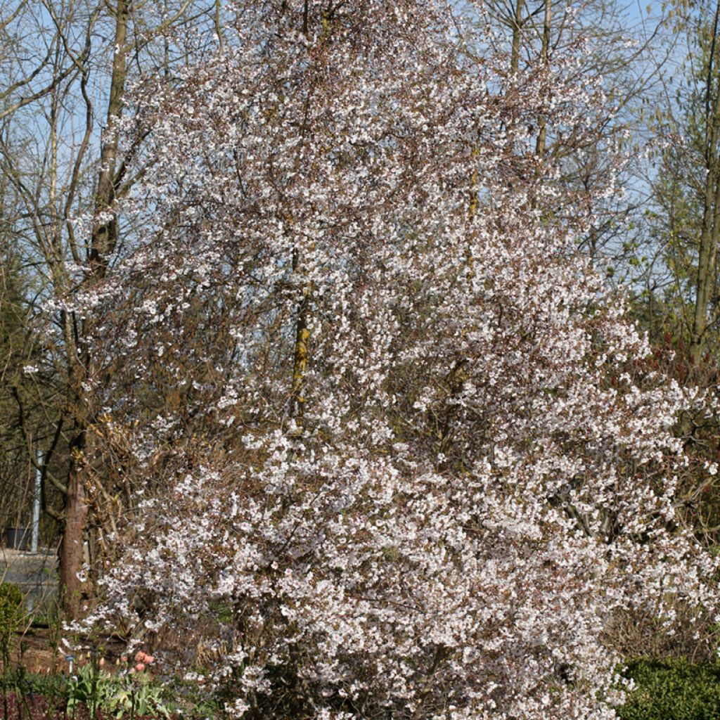 Prunus subhirtella Hally Jolivette - Winterbloeiende kers