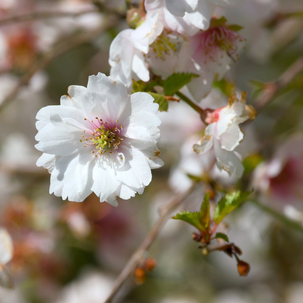 Prunus subhirtella Hally Jolivette - Winterbloeiende kers