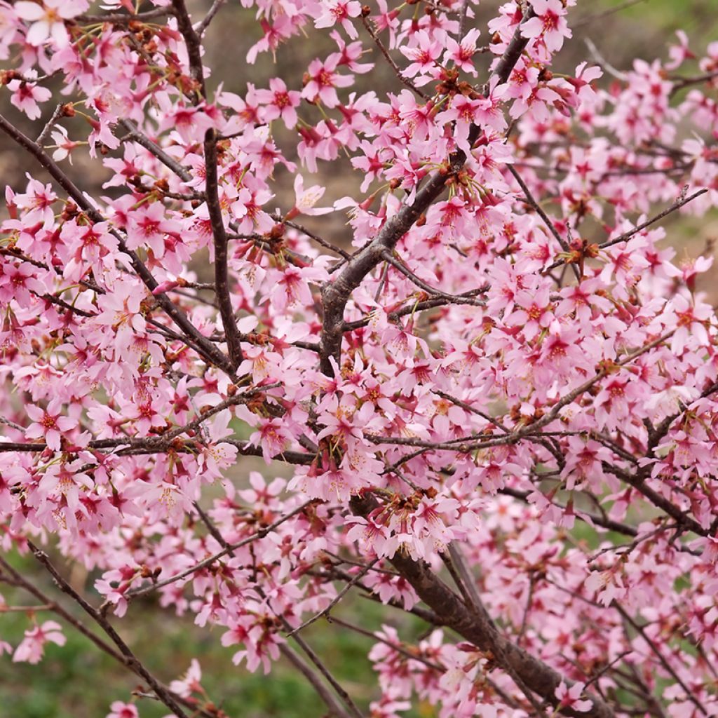 Prunus Okame - Japanse sierkers