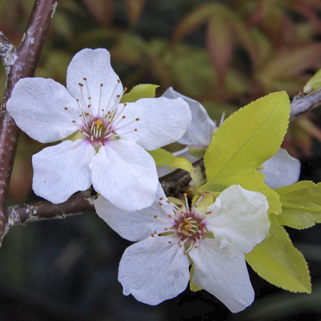 Prunier à fleurs - Prunus cerasifera Złoty Obłok