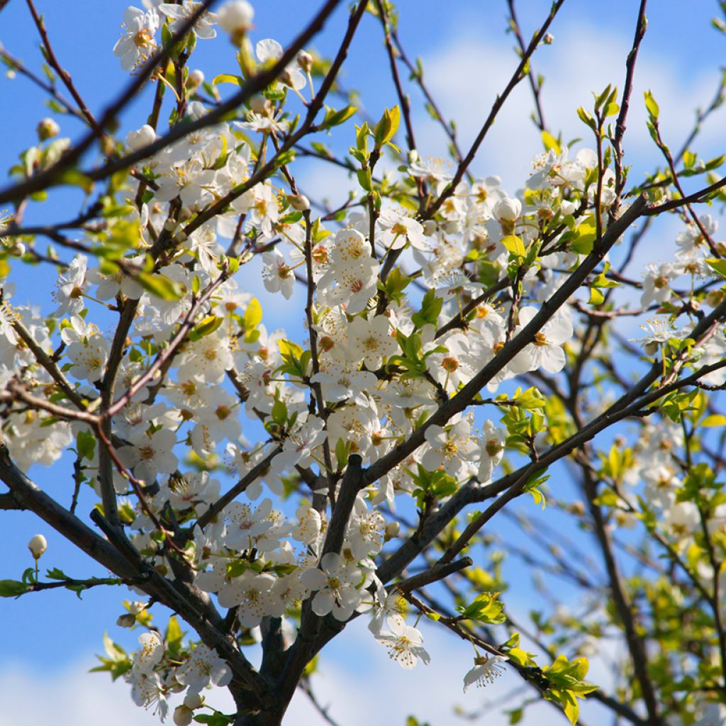 Prunier à fleurs - Prunus cerasifera Złoty Obłok