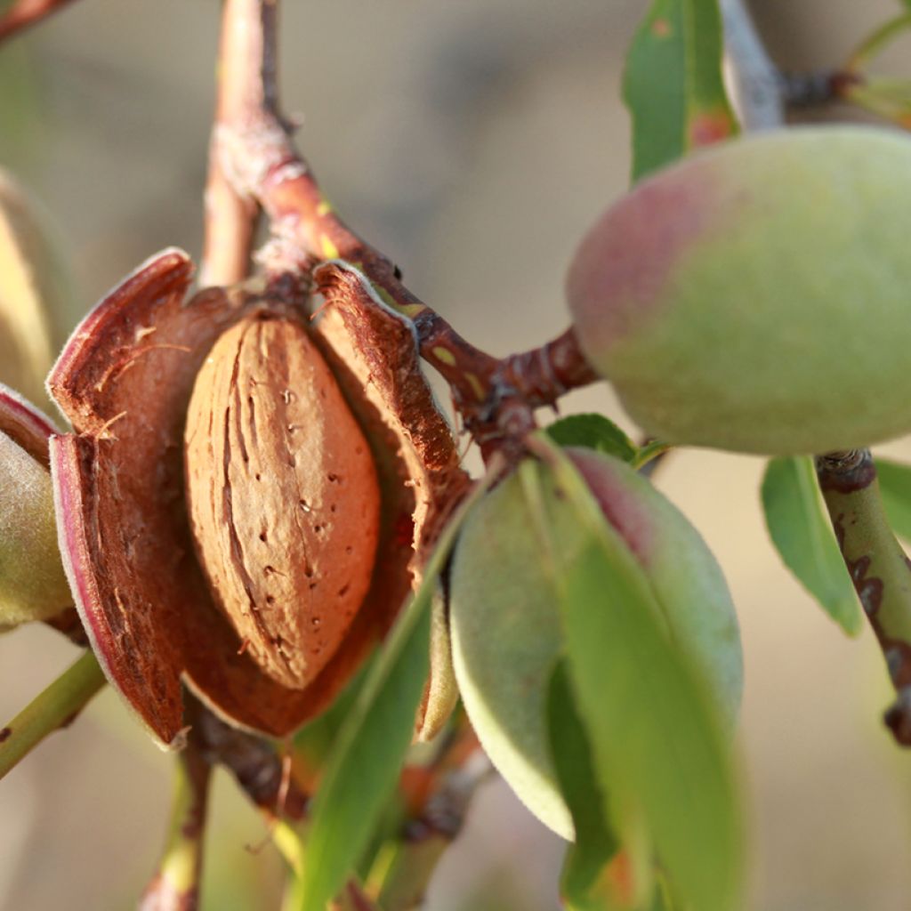 Amandelboom Desmayo Largueta