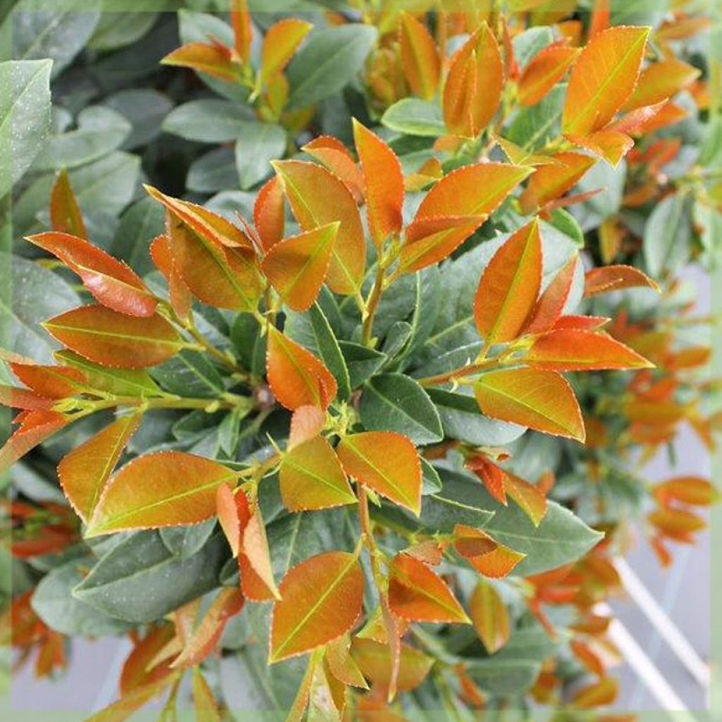 Prunus laurocerasus Bonaparte - Laurierkers