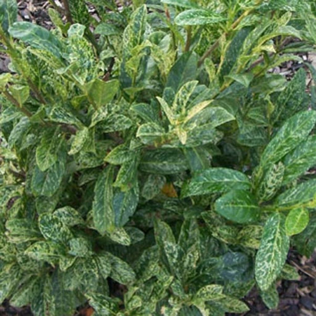 Prunus laurocerasus Marbled White - Laurierkers