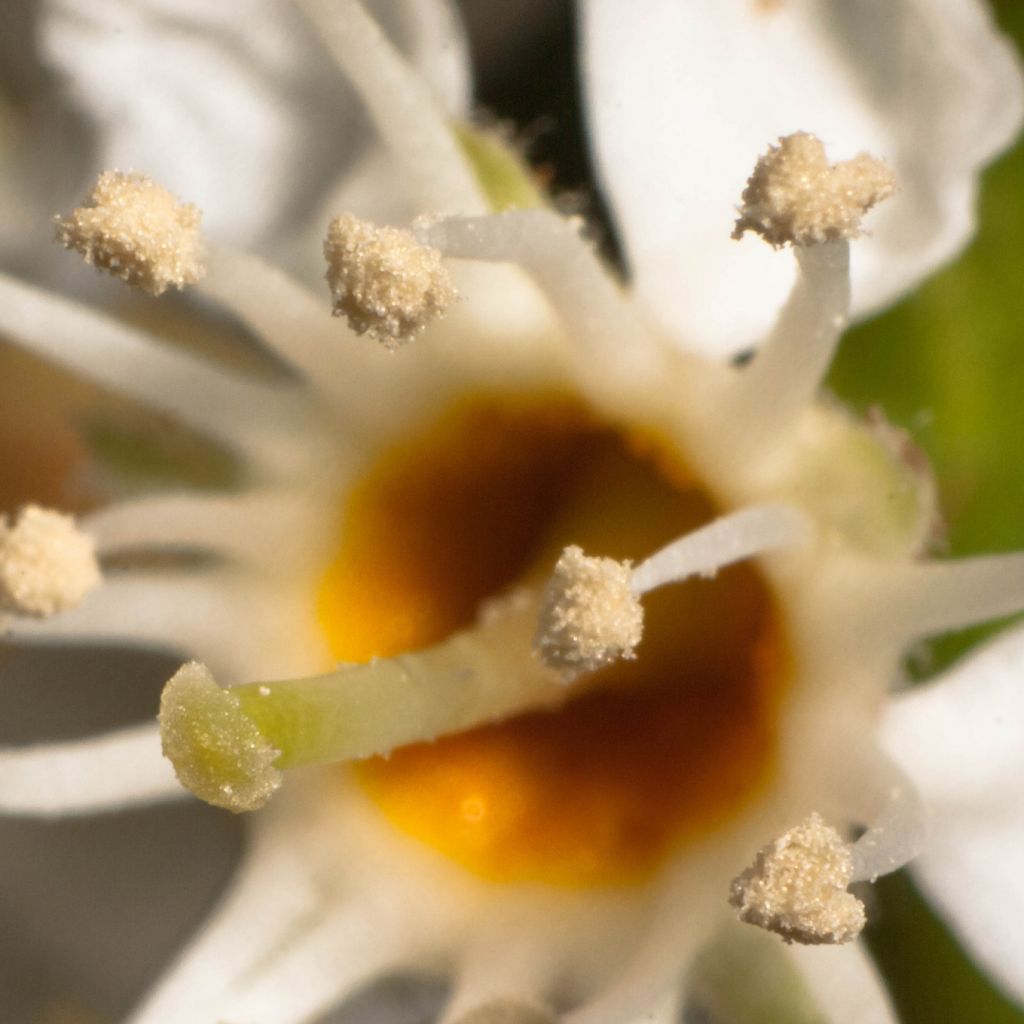 Prunus laurocerasus Otto Luyken - Laurierkers