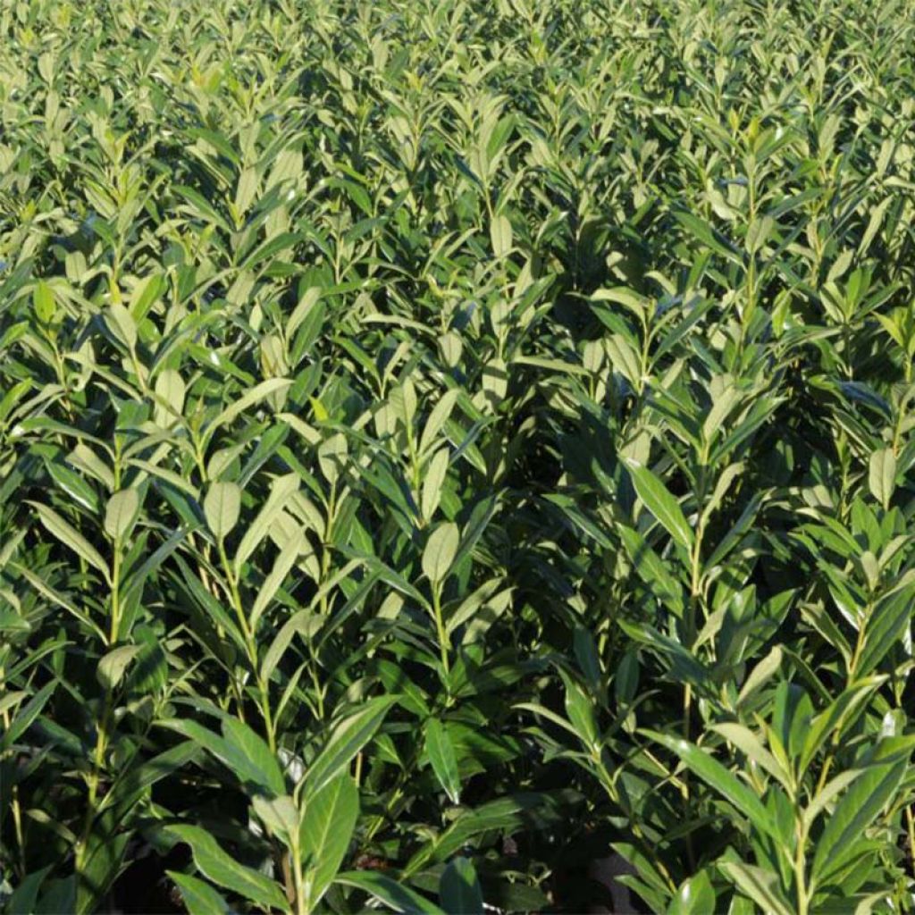 Prunus laurocerasus Rotundifolia - Laurierkers