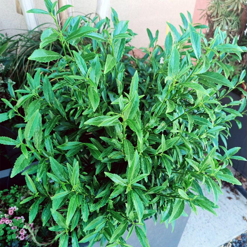 Prunus laurocerasus Sofia - Laurierkers