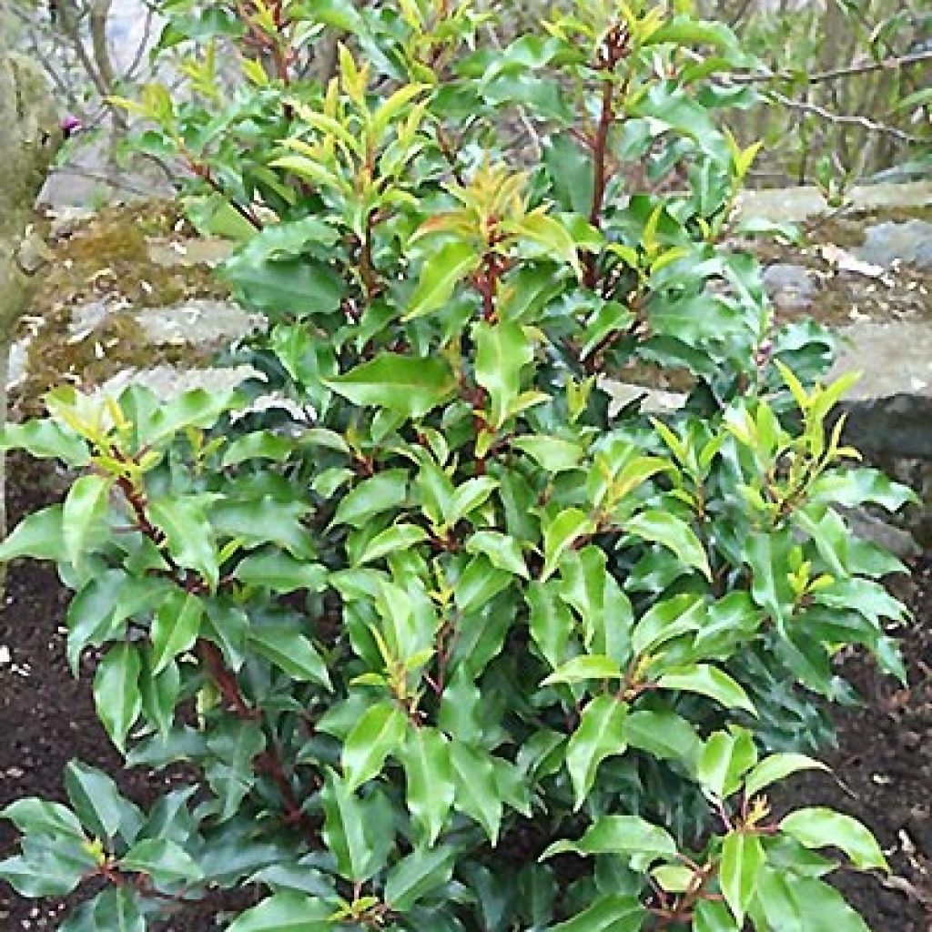 Prunus lusitanica Brenelia - Portugese laurier
