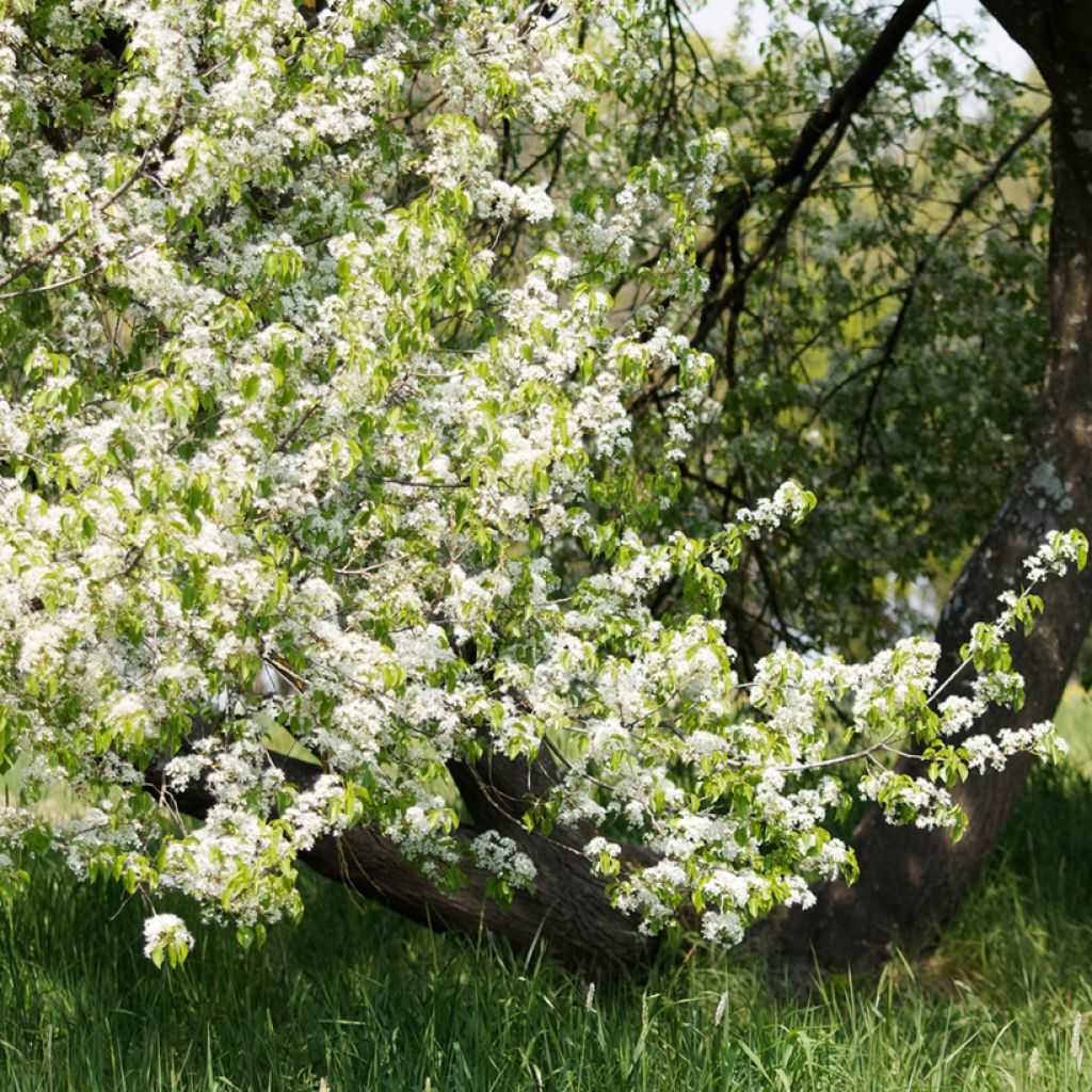 Prunus mahaleb - Weichselboom