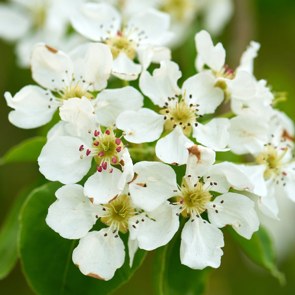 Prunus padus - Vogelkers