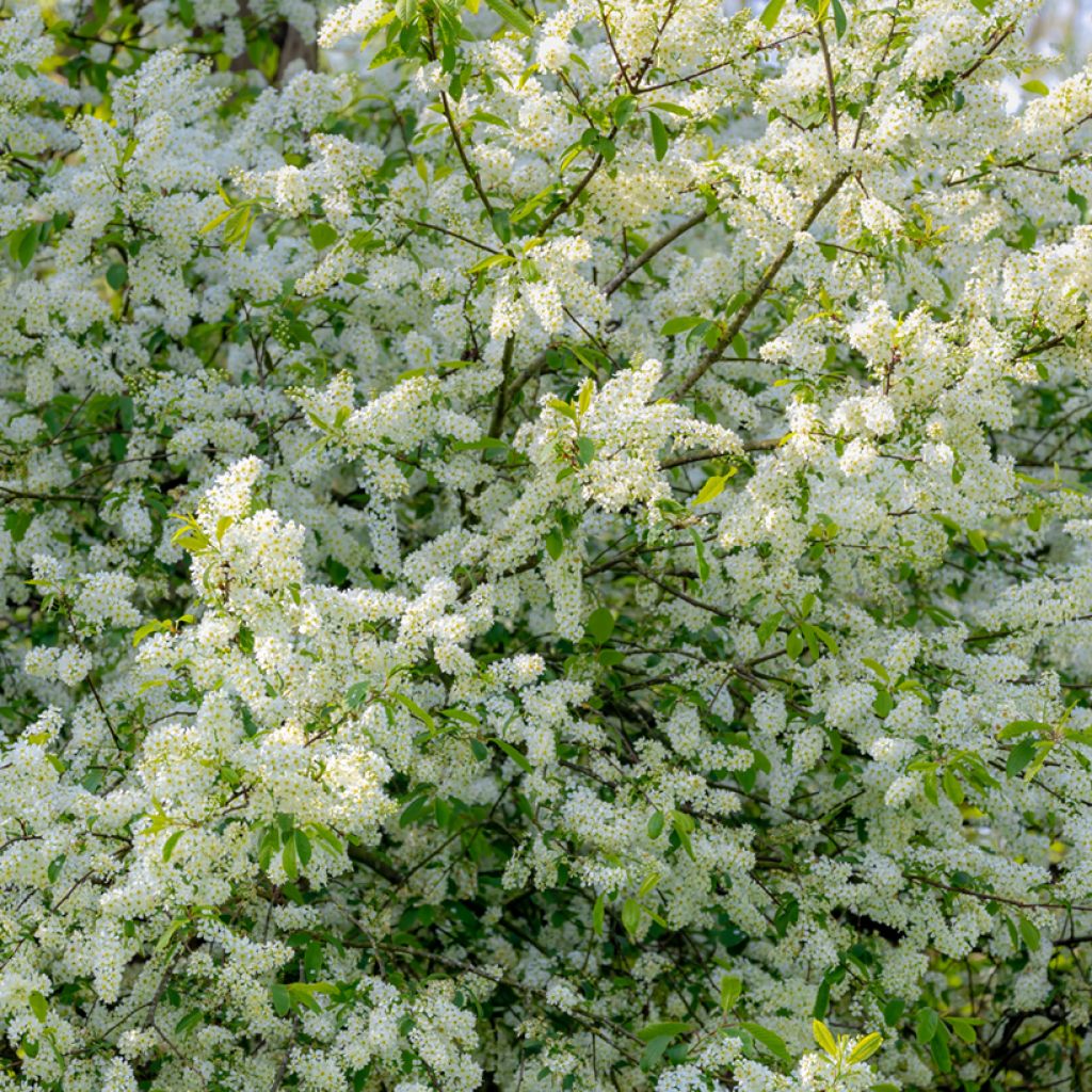 Prunus padus - Vogelkers