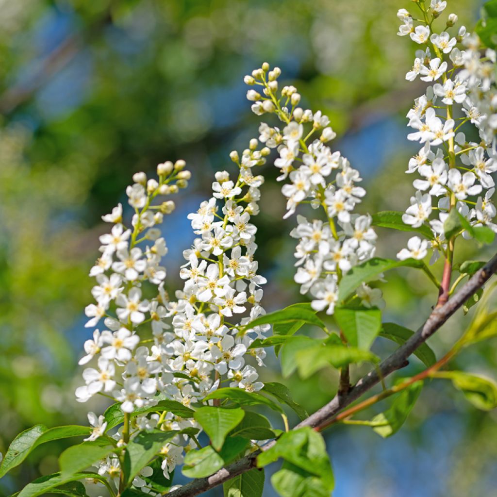 Prunus padus - Vogelkers