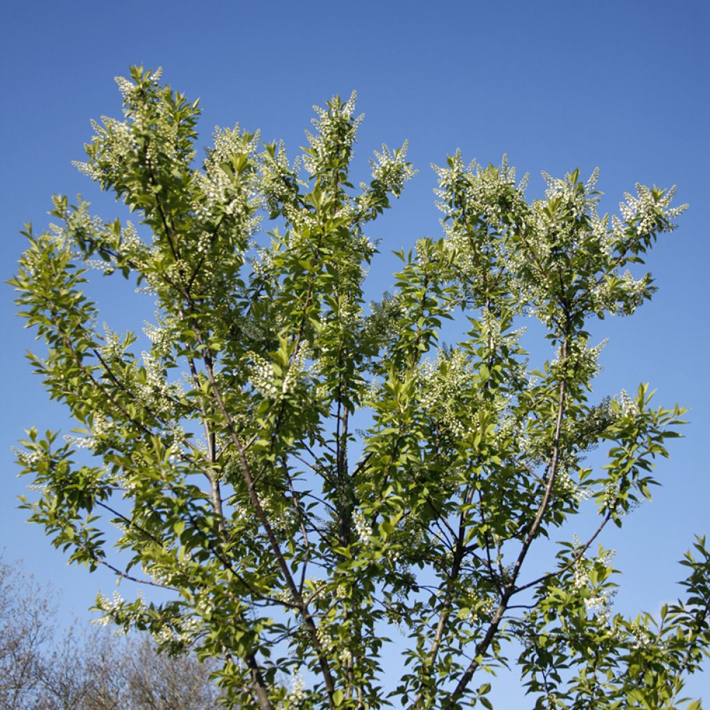 Prunus padus Nana - Vogelkers