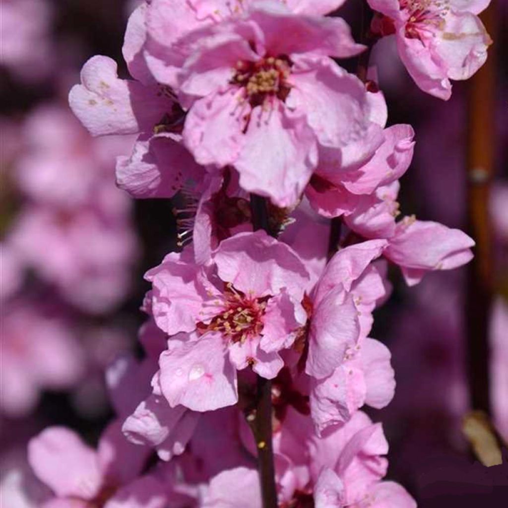 Prunus persica Spring Glow - Sierperzik