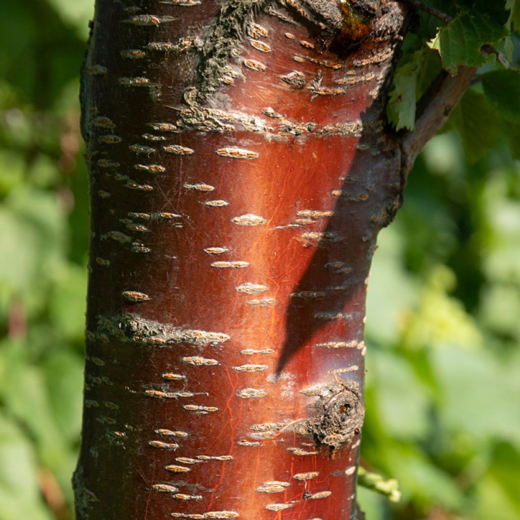 Prunus rufa - Berkenbastkers