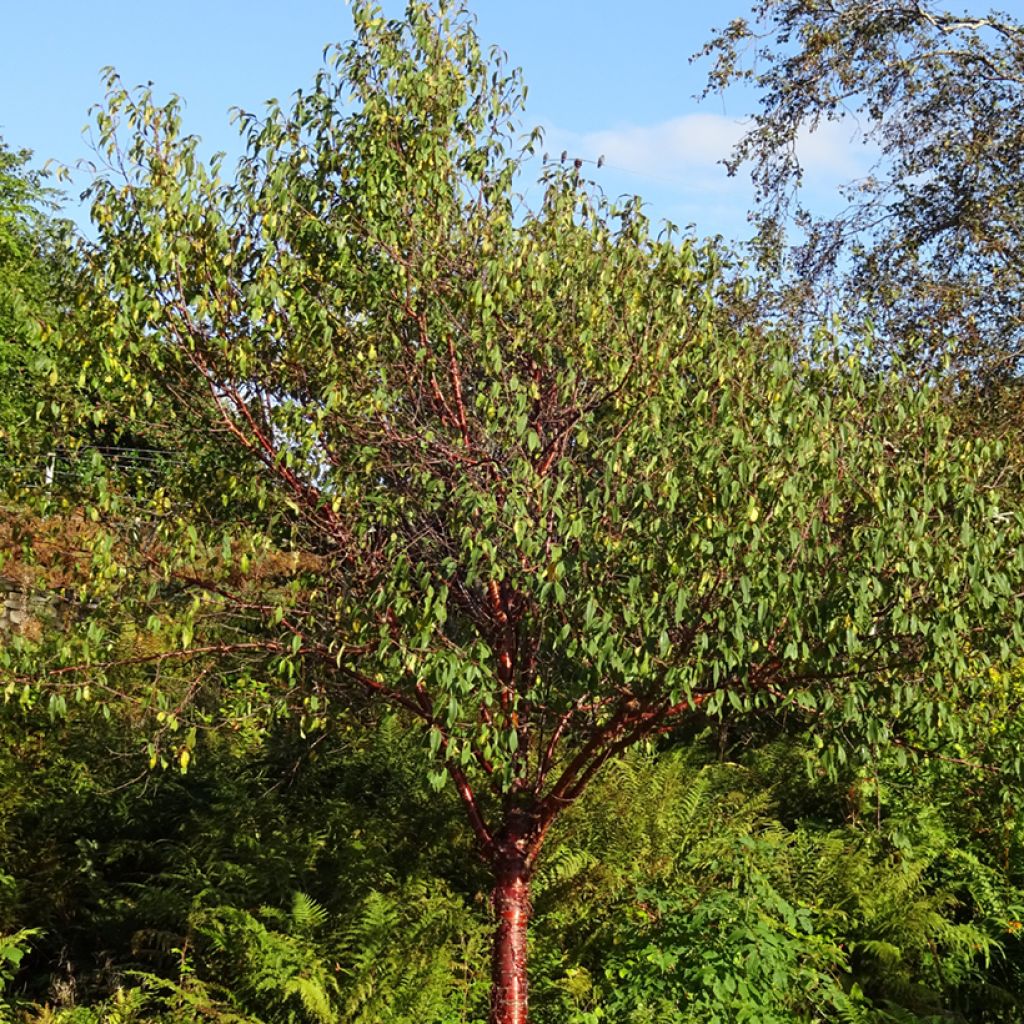 Prunus serrula - Tibetaanse sierkers