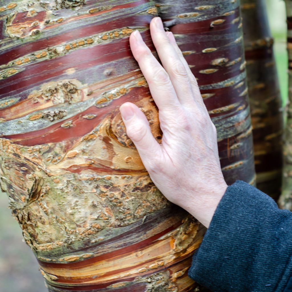 Prunus serrula - Tibetaanse sierkers