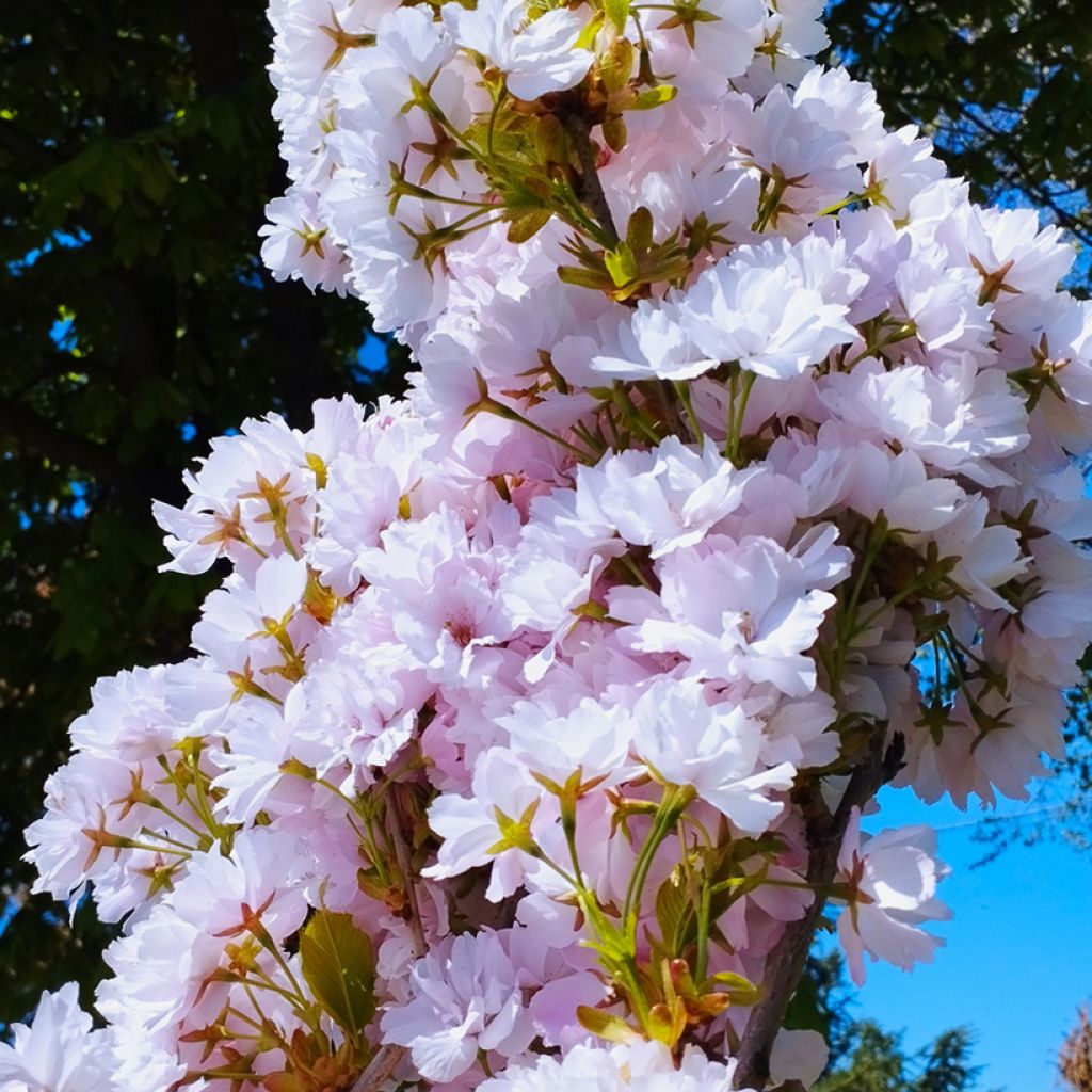 Prunus serrulata Amanogawa - Japanse sierkers