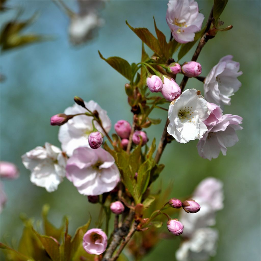 Prunus serrulata Amanogawa - Japanse sierkers
