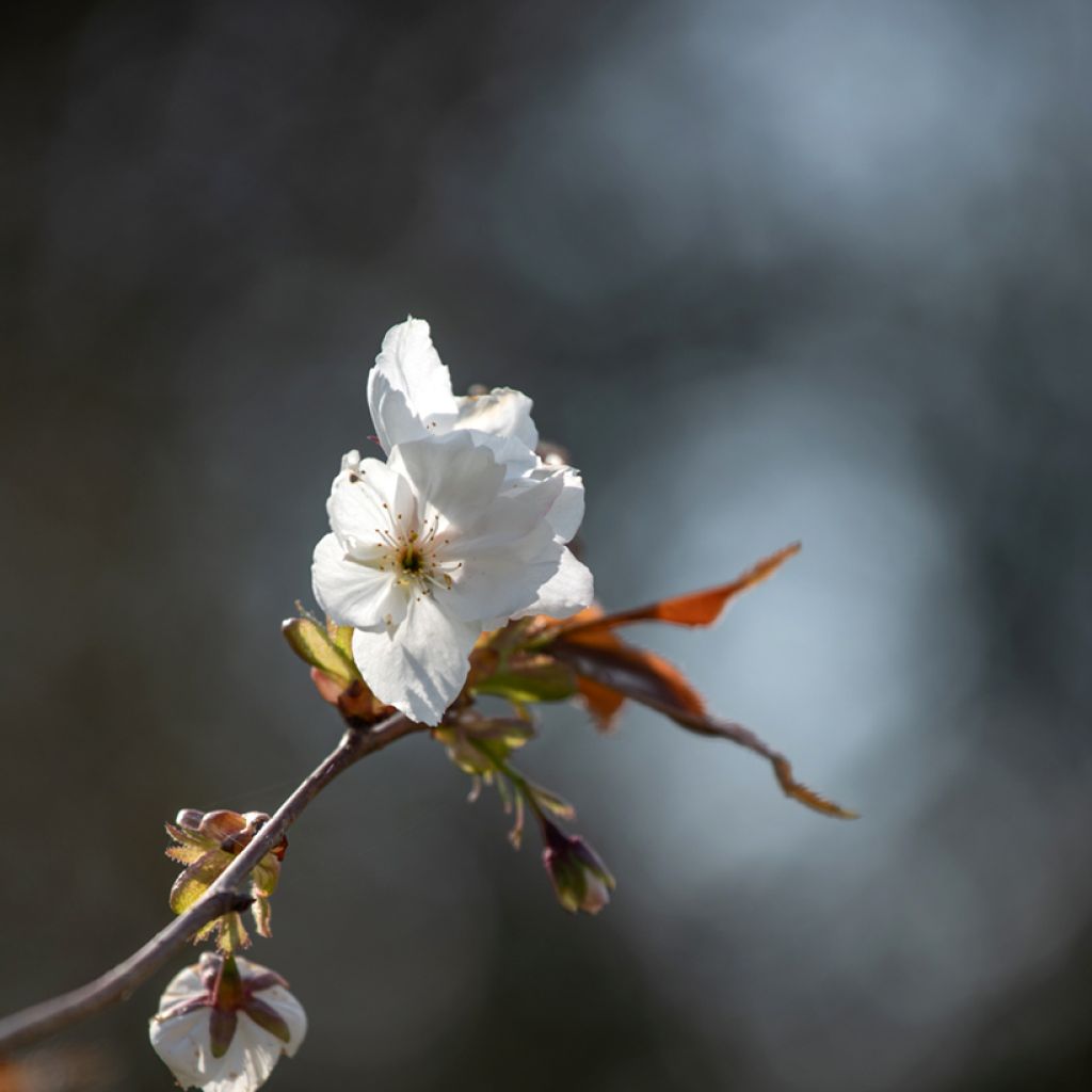 Prunus serrulata Tai-haku - Japanse sierkers