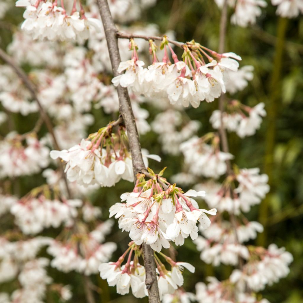 Prunus yedoensis Ivensii - Yoshinokers