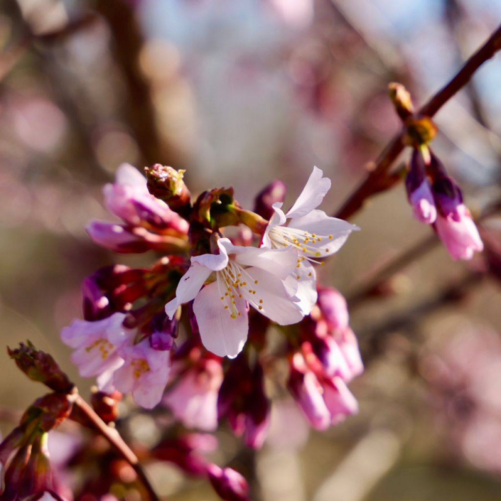 Prunus kurilensis Ruby - Sierkers