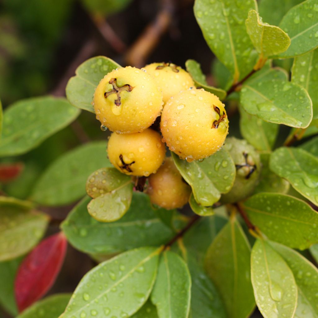 Gele aardbeiguave - Psidium cattleianum