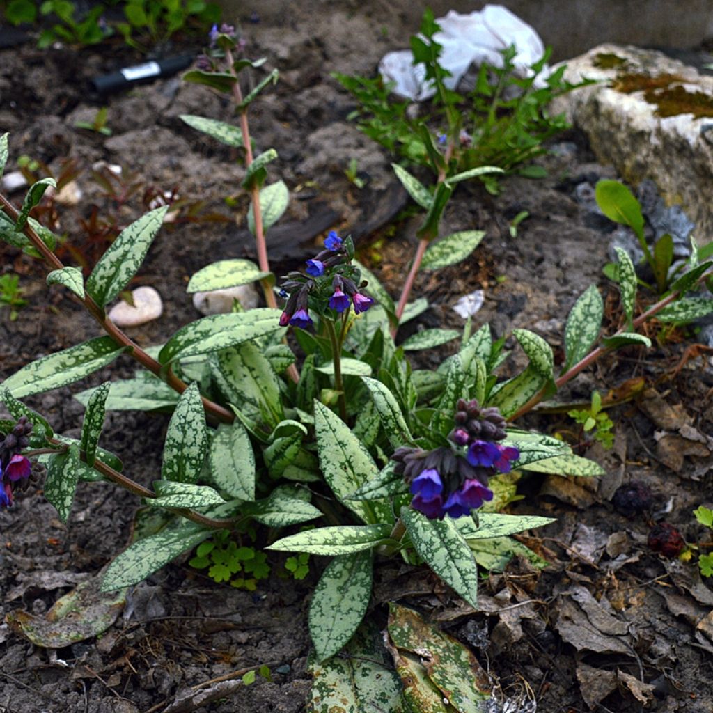Pulmonaria Margery Fish - Longkruid