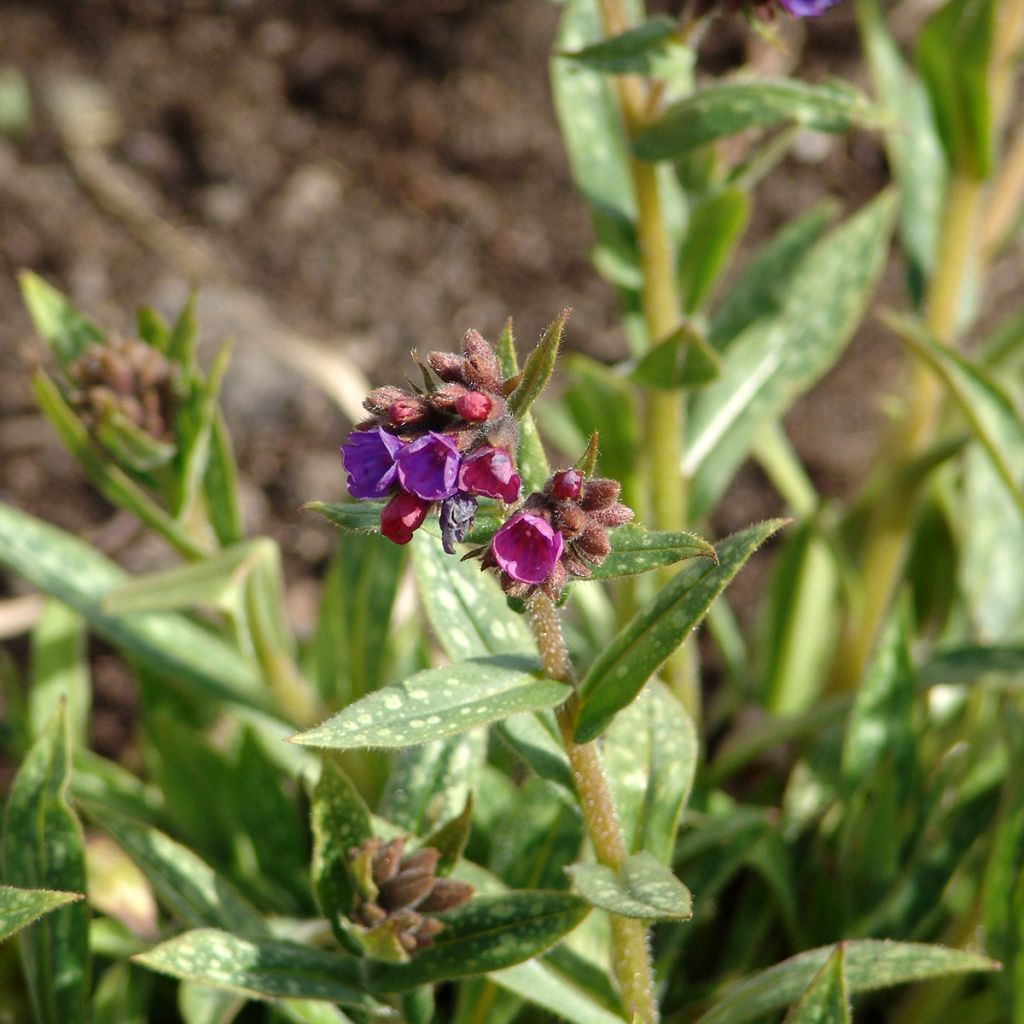 Pulmonaria Raspberry Splash - Longkruid