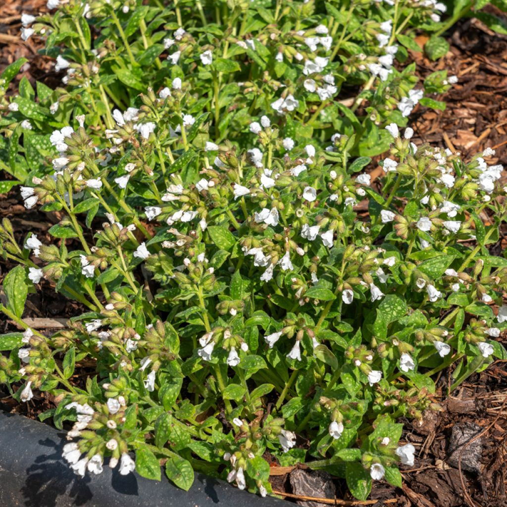 Pulmonaria Sissinghurst White - Longkruid