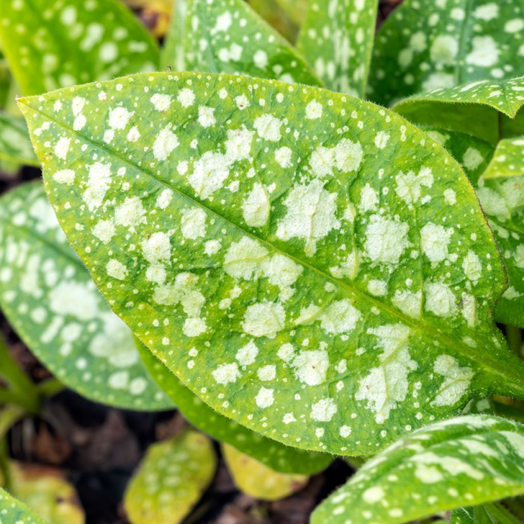 Pulmonaria Sissinghurst White - Longkruid
