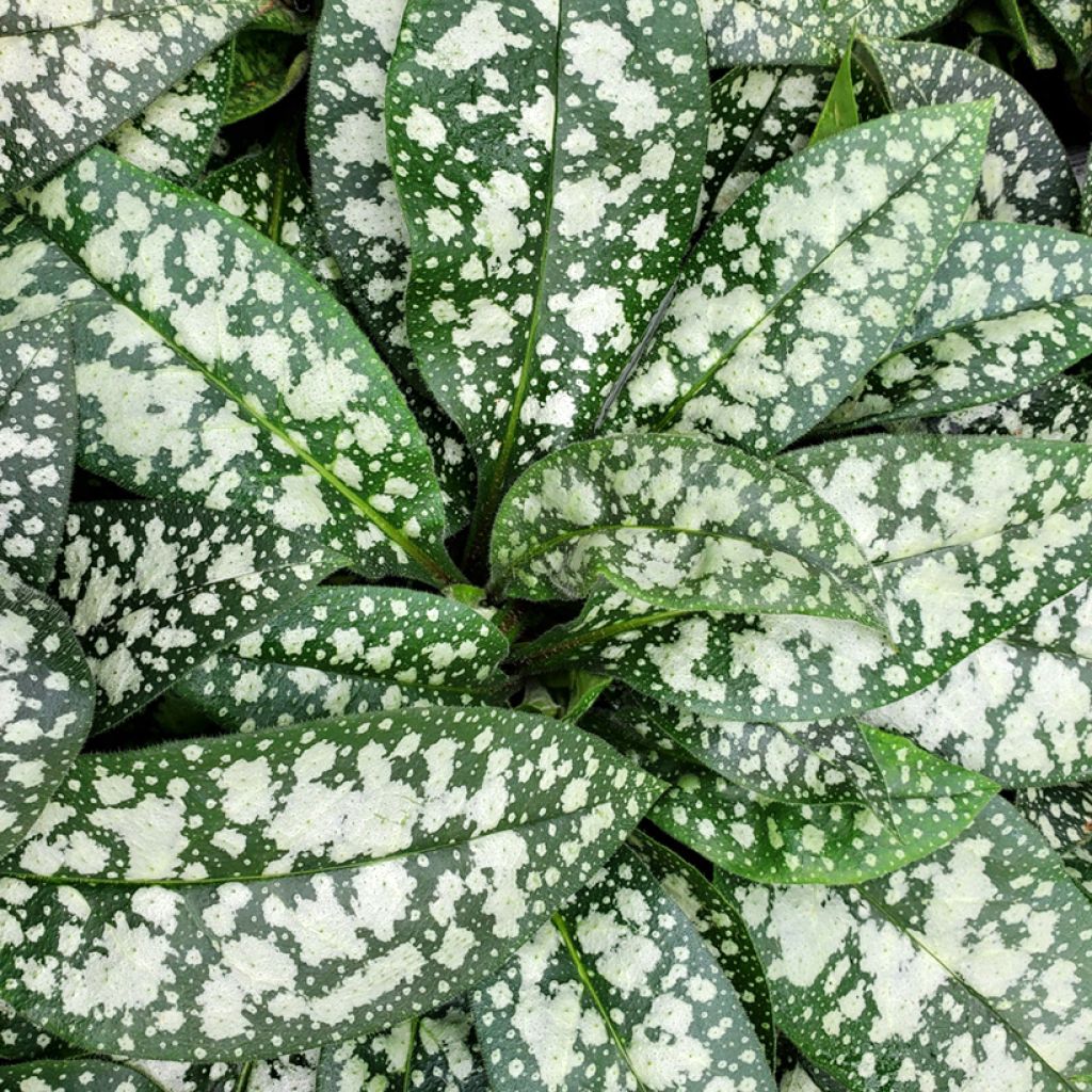 Pulmonaria Twinkle Toes - Longkruid