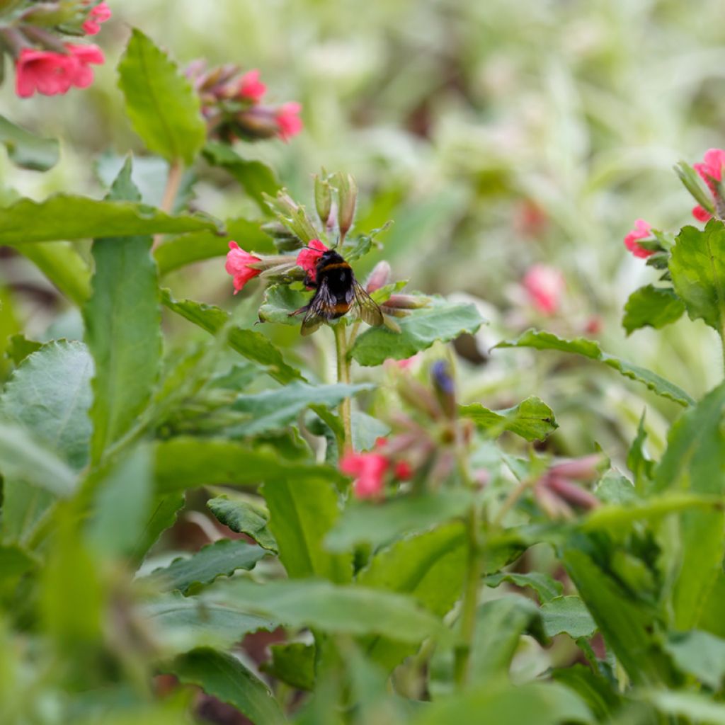 Pulmonaria rubra - Longkruid